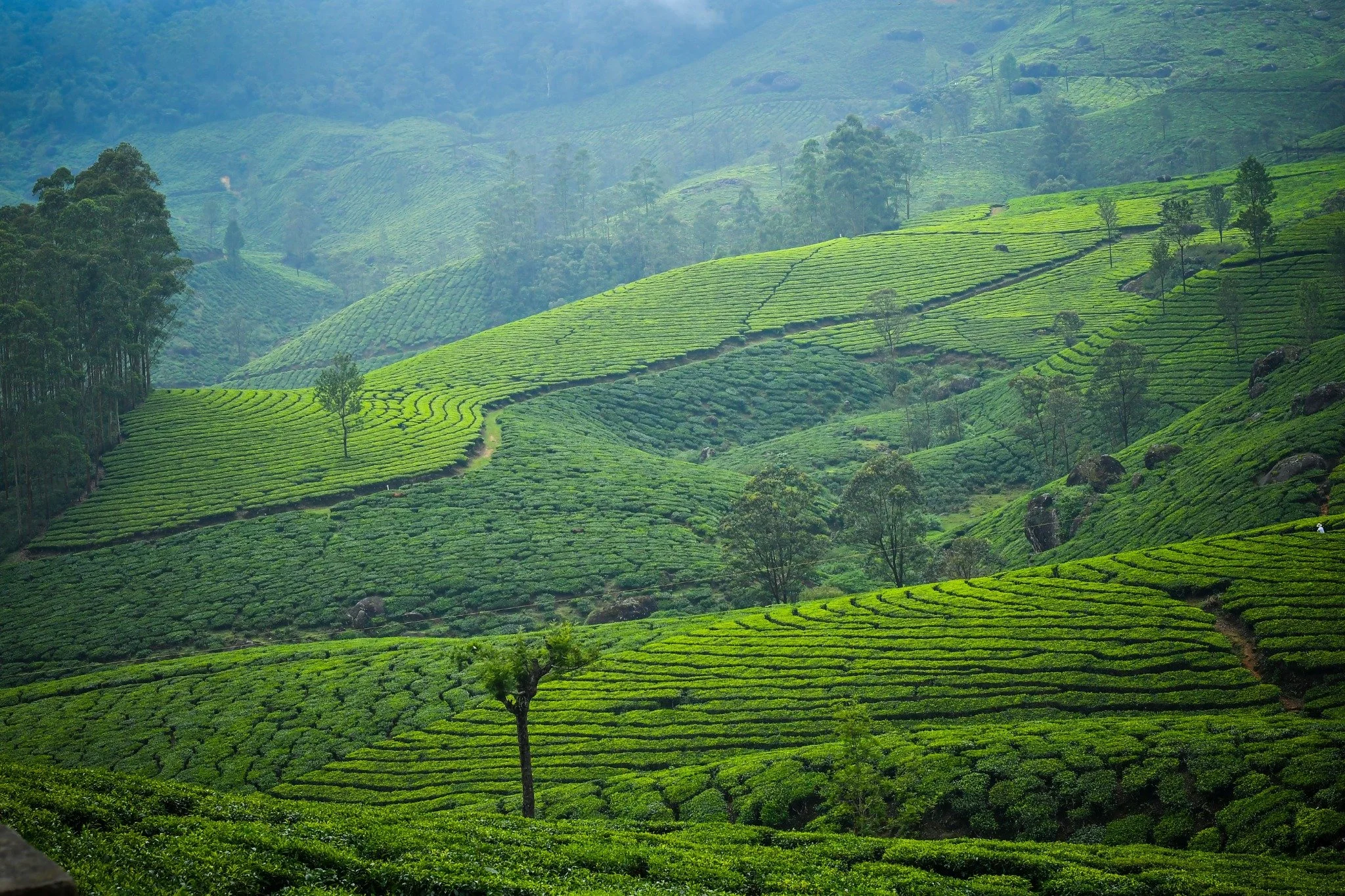 most visited tourist destinations in kerala tea plantation explore kerala